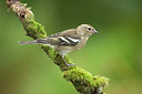 BUITEN BEELD Foto: 320773