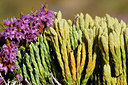BUITEN BEELD Foto: 320780