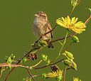 BUITEN BEELD Foto: 320830