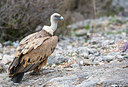 BUITEN BEELD Foto: 320971