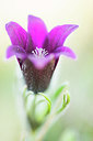 BUITEN BEELD Foto: 320976