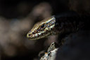 BUITEN BEELD Foto: 320977