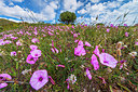 BUITEN BEELD Foto: 321118
