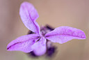 BUITEN BEELD Foto: 321294