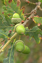 BUITEN BEELD Foto: 321845