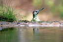 BUITEN BEELD Foto: 321857
