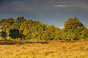BUITEN BEELD Foto: 321900