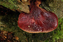 BUITEN BEELD Foto: 321942