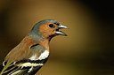 BUITEN BEELD Foto: 321984