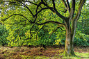 BUITEN BEELD Foto: 322005