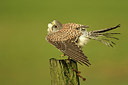 BUITEN BEELD Foto: 322086
