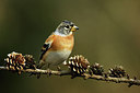 BUITEN BEELD Foto: 322096