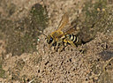 BUITEN BEELD Foto: 322111