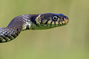 BUITEN BEELD Foto: 322140
