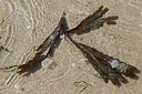 BUITEN BEELD Foto: 322297