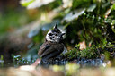 BUITEN BEELD Foto: 322323