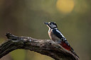 BUITEN BEELD Foto: 322325