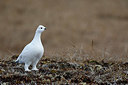 BUITEN BEELD Foto: 322342