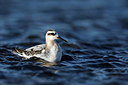 BUITEN BEELD Foto: 322356