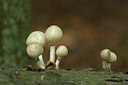 BUITEN BEELD Foto: 322402