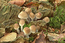 BUITEN BEELD Foto: 322443