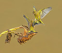 BUITEN BEELD Foto: 322447