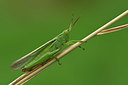 BUITEN BEELD Foto: 322480
