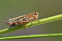BUITEN BEELD Foto: 322486