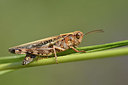 BUITEN BEELD Foto: 322488