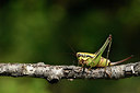 BUITEN BEELD Foto: 322492