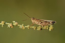 BUITEN BEELD Foto: 322500