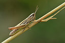 BUITEN BEELD Foto: 322510