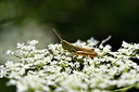 BUITEN BEELD Foto: 322525
