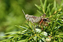 BUITEN BEELD Foto: 322555