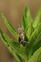 BUITEN BEELD Foto: 322564