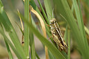 BUITEN BEELD Foto: 322568