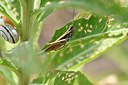 BUITEN BEELD Foto: 322569
