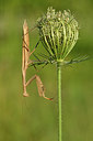 BUITEN BEELD Foto: 322597