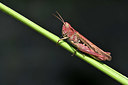 BUITEN BEELD Foto: 322611