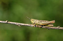 BUITEN BEELD Foto: 322613