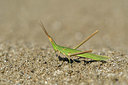 BUITEN BEELD Foto: 322616