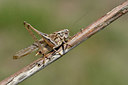 BUITEN BEELD Foto: 322619