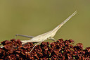 BUITEN BEELD Foto: 322632