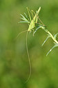 BUITEN BEELD Foto: 322678