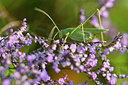 BUITEN BEELD Foto: 322694