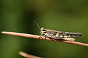 BUITEN BEELD Foto: 322698