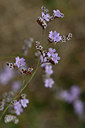 BUITEN BEELD Foto: 322705