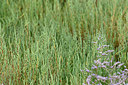 BUITEN BEELD Foto: 322713
