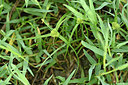 BUITEN BEELD Foto: 322745