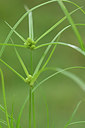 BUITEN BEELD Foto: 322755